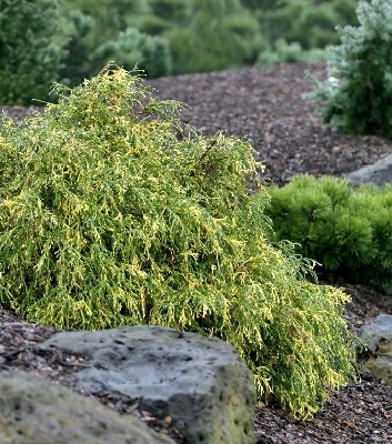 Кипарисовик горохоплідний "Filifera Aureovariegata" 