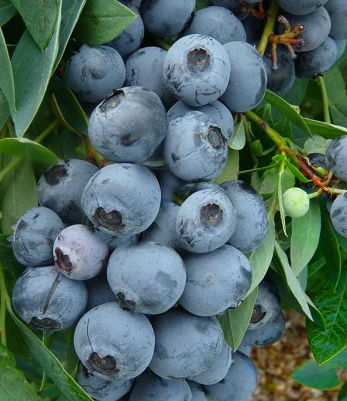 Лохина "Goldtraube" 