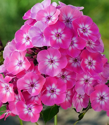 Флокс "Flame" Light Pink Imp." 
