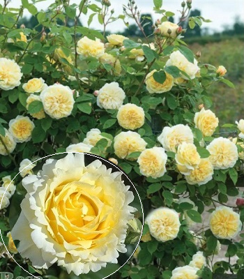 Троянда плетиста "Сирано де Бержерак"