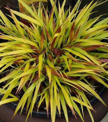 Hakonechloa macra "SunFlare" 