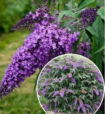 Будлея Давида "Violet Cascade" 