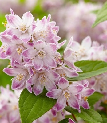 Дейція пурпурна "Kalmiiflora" 