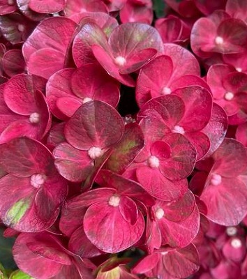 Гортензія великолистна "Rebellion ' Ferrari Love" 