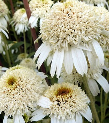 Ехінацея "White Double Delight" 