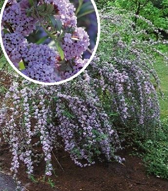 Будлея черговолиста "Unique"