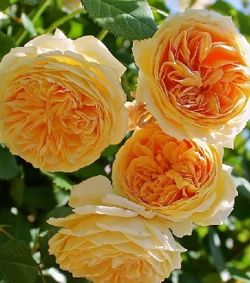 Троянда англійська "Teasing Georgia"