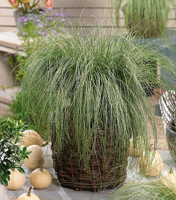 Carex "Frosted Curls"