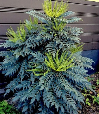 Магонія "Charity"