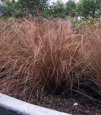 Carex "Red Rooster"