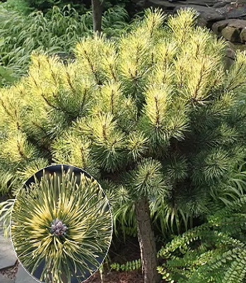 Сосна гірська "Sunshine" (Привита на штамбі) 