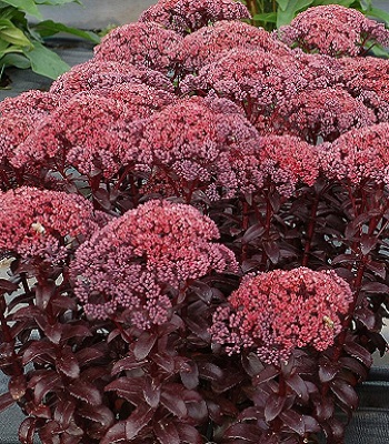 Очиток "Dark Magic" 