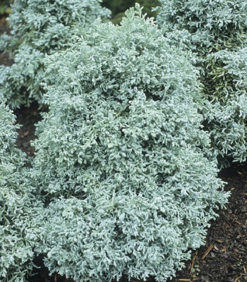 Кипарисовик горохоплідний "Curly Tops"