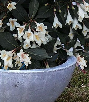 Вейгела "Ebony and Ivory"