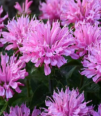 Монарда "Sugar Buzz 'Pink Frosting" 