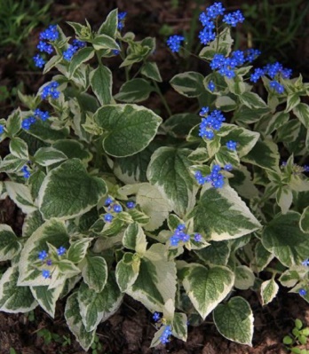 Брунера "Variegata"