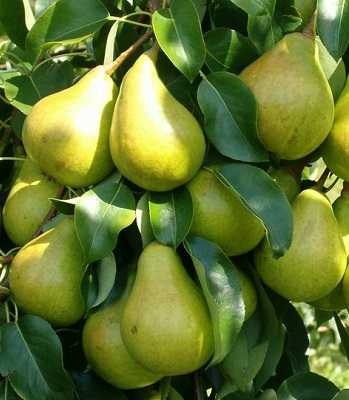 Груша зимова Стрийська 