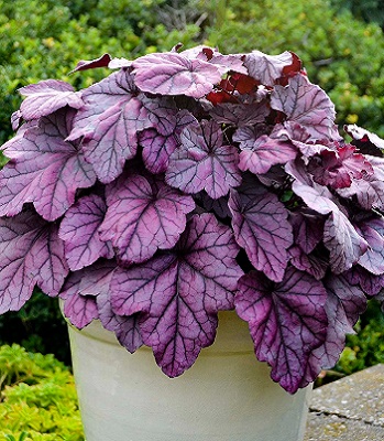 Гейхера "Pink Panther" 