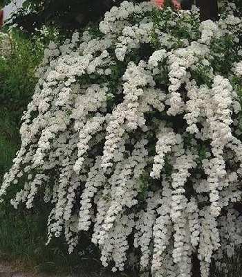 Спірея ніппонська "June Bride"