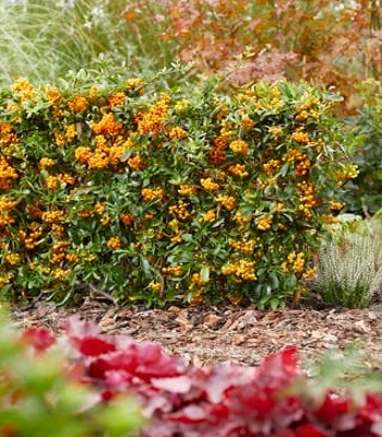 Піраканта "Soleil  d' Or" 