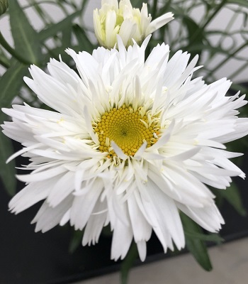 Ромашка "Sweet Daisy "Rebecca" 