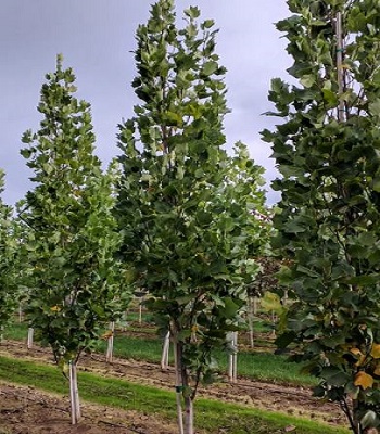 Тюльпанове дерево "Fastigiatum"