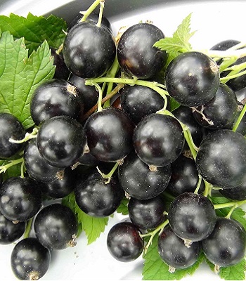 Смородина "Краса Львова" 