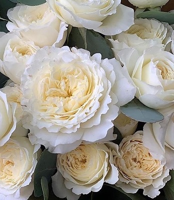 Троянда англійська "Patience"