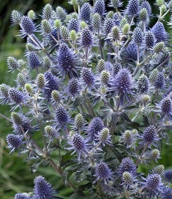 Синьоголовник "Blue Hobbit" 