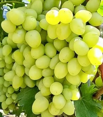 Виноград "Цимус"
