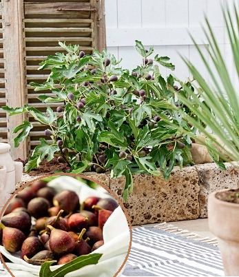 Інжир "Little Miss Figgy"