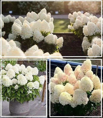 Гортензія волотиста "Living 'Sugar Rush" 