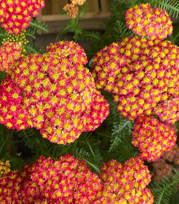 Деревій звичайний "Safran" 