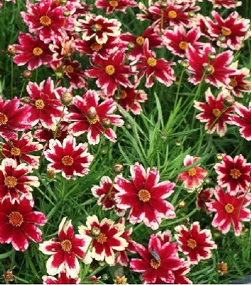 Кореопсіс "Ruby Frost" 