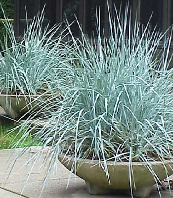 Leymus "Blue Dune" 