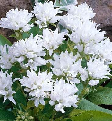 Дзвiночок скупчений "Chio Blanco" 