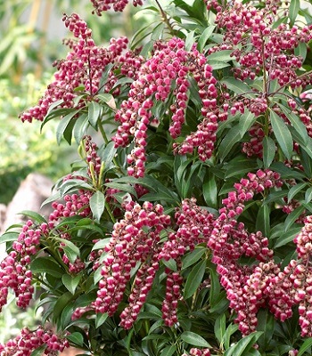 Пієріс японський "Passion"