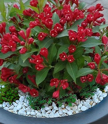 Вейгела "All Summer Red"