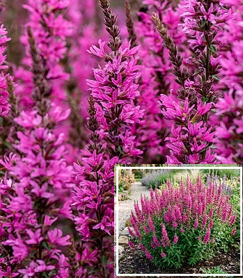 Літрум "Luminara Hot Pink" 