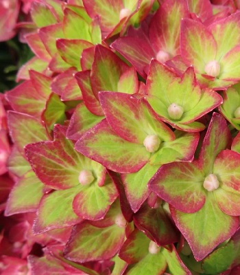 Гортензія великолистна "Rebellion ' Red Love" 