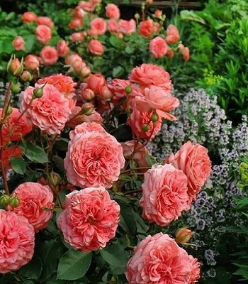 Троянда флорибунда "Schackenborg"