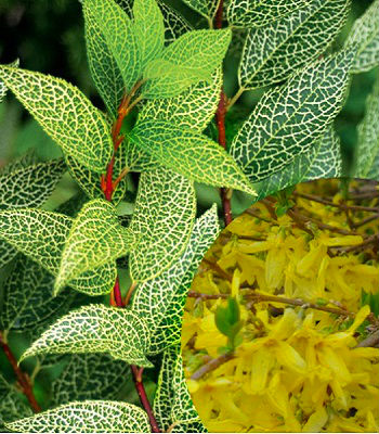 Форзиція "Kumson" 