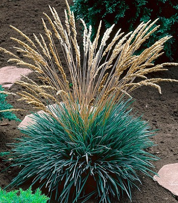 Koeleria glauca "Coolio"