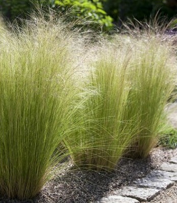 Stipa "Pony Tails"