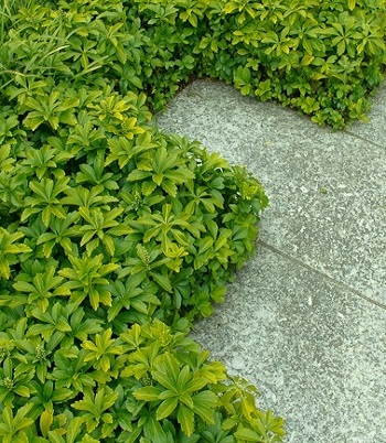 Пахісандра "Green Carpet"