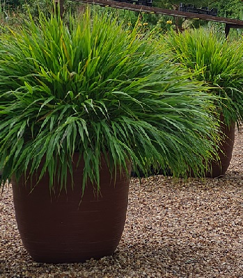 Hakonechloa macra "Greenhills" 