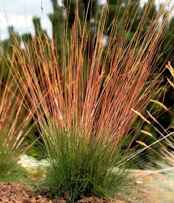 Festuca glauca "Sunrise" 