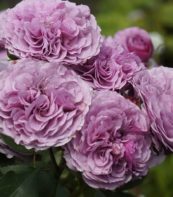 Троянда флорибунда "Lavender Ice"