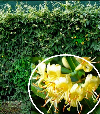 Каприфоль вічнозелена 