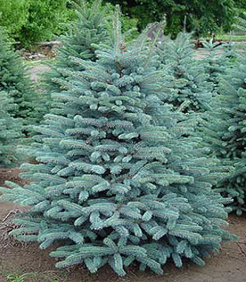 Ялина колюча "Glauca"